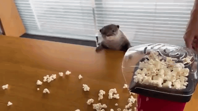 No popcorn for otters