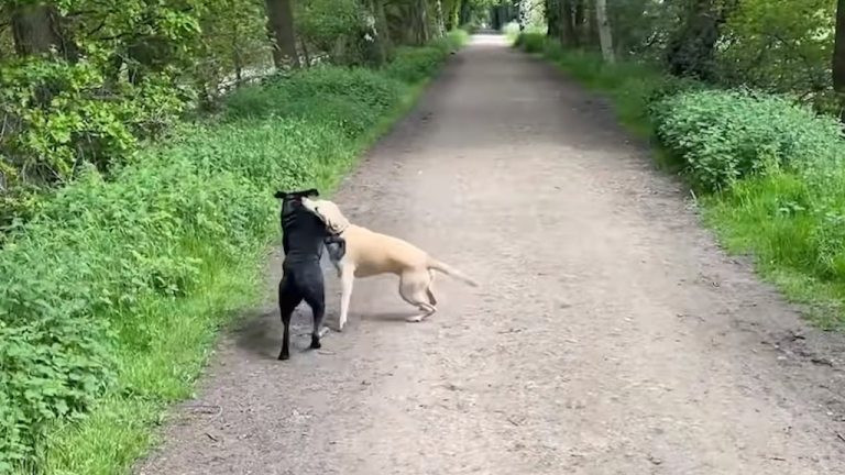 Olive and Mabel The Call of the Wild