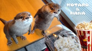 Otters React to Popcorn Popper