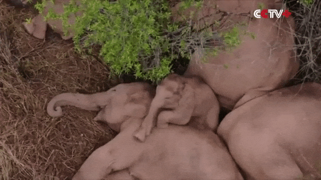Restless Baby Elephant