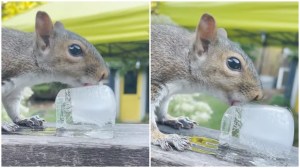Squirrel Drinks From Ice Cube