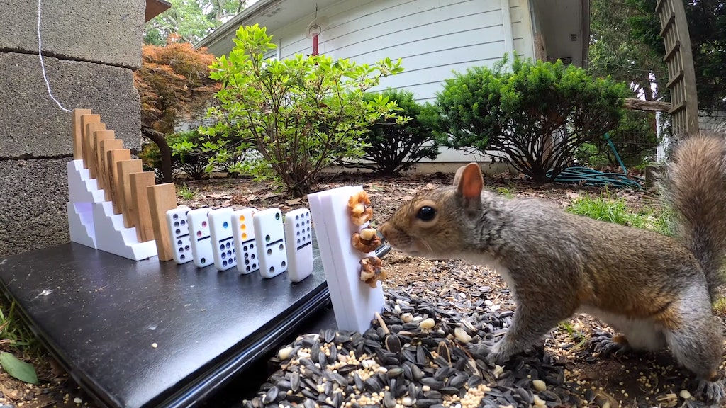The Squirrel Feeding Rube Goldberg Machine