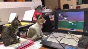 Tiny Cats Watch Tom and Jerry on Computer