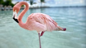 Why Flamingos Stand On One Leg