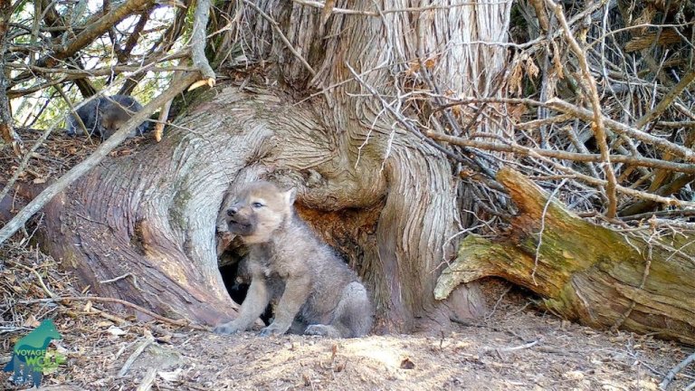 Wolf Pup Tries to Let Out First Howl