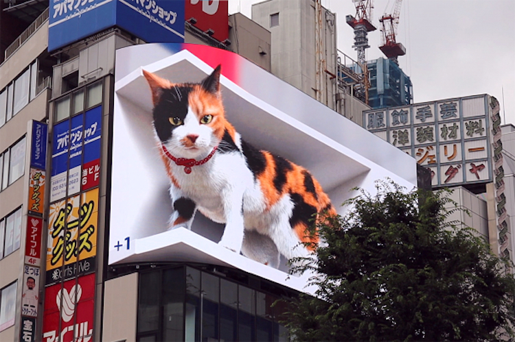 3D Calico Cat Billboard Japan