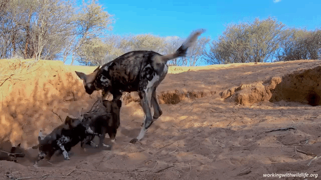 African Wild Dogs Feeding Puppies