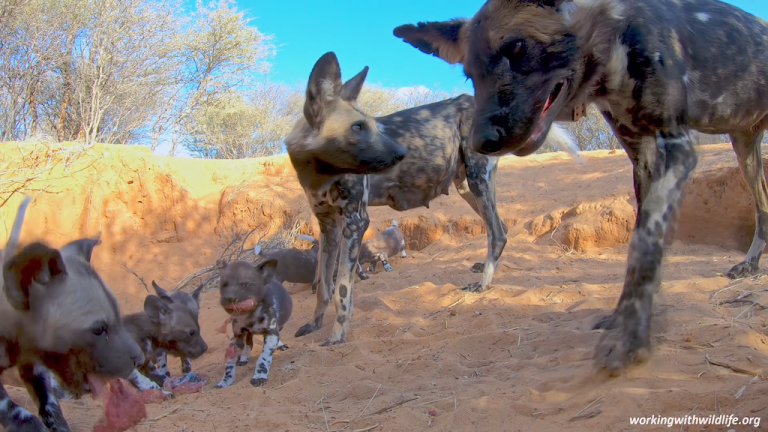 African painted dogs