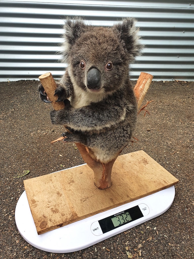 Baby Koala on Scale