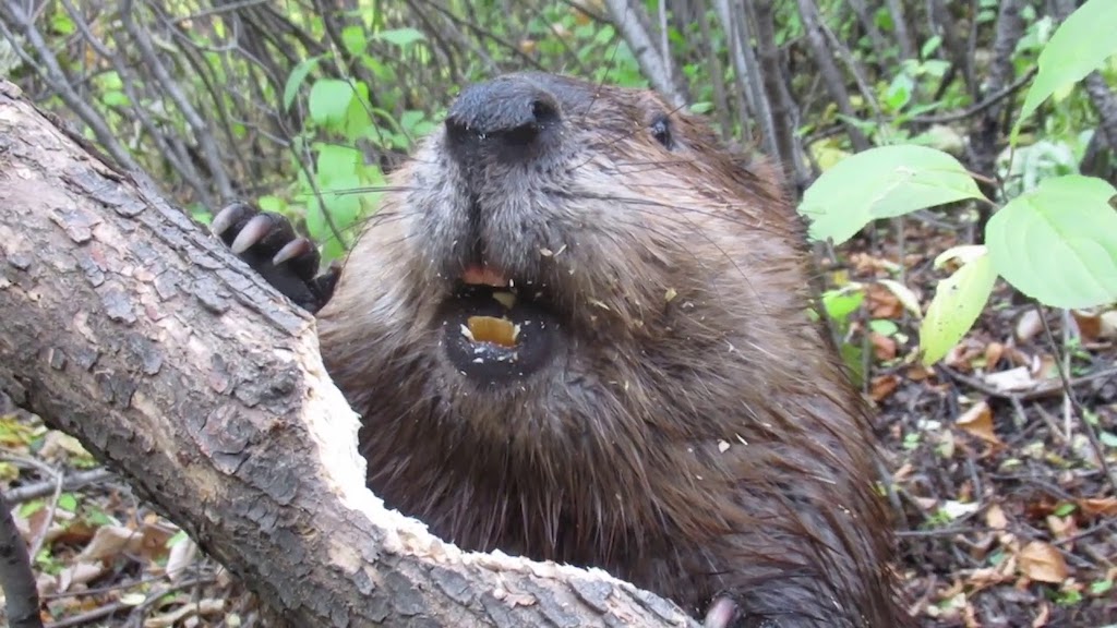Beaver Chewing Through Fallen Log