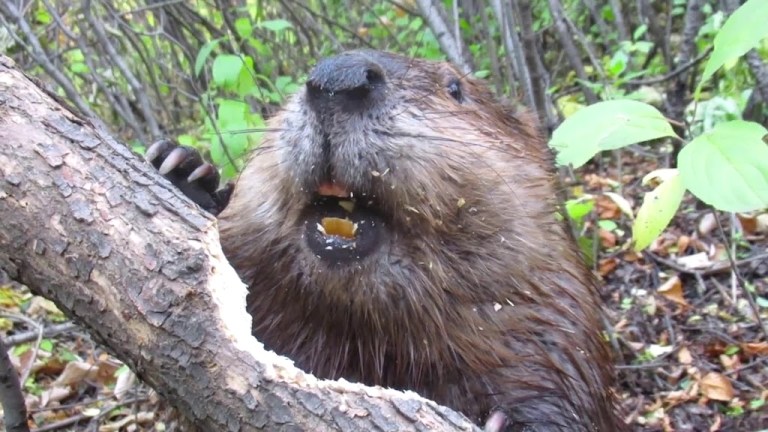 Beaver Chews Through Fallen Limb