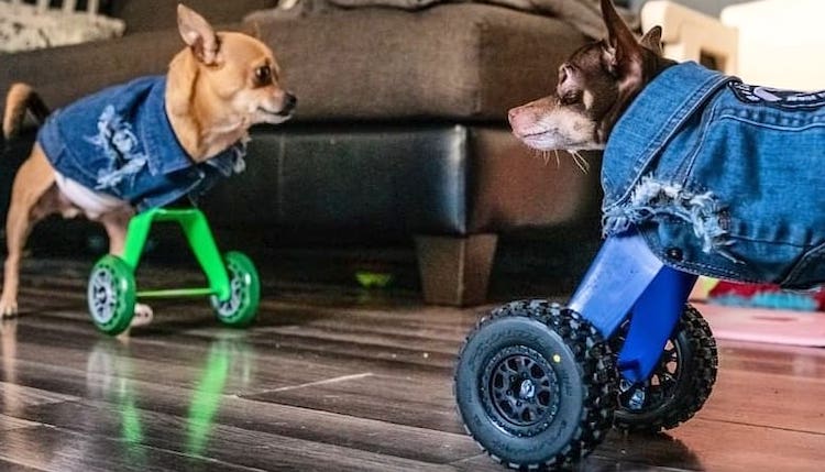 Chihuahuas Without Front Paws Get Wheel Prosthetics
