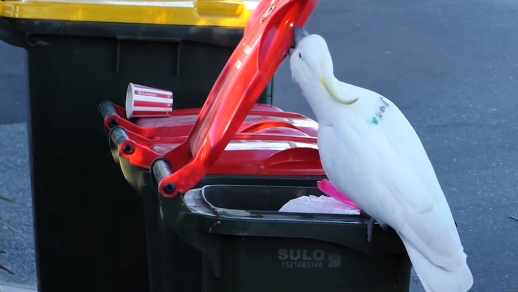 Clever Cockatoos in Sydney Learn How to Open Garbage Cans by Copying Each Other
