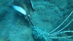 Diver Releases Stingray from Fishing Line