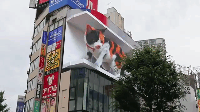 Giant 3D Cat Billboard Tokyo