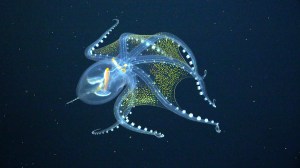 Glass Octopu Schmidt ROV Phoenix Islands