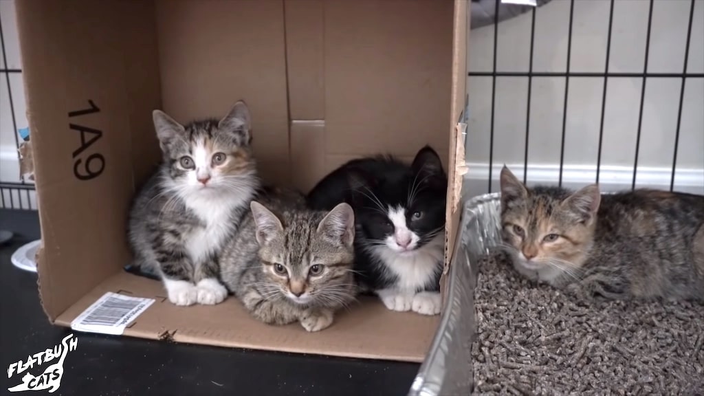How to socialize feral kittens