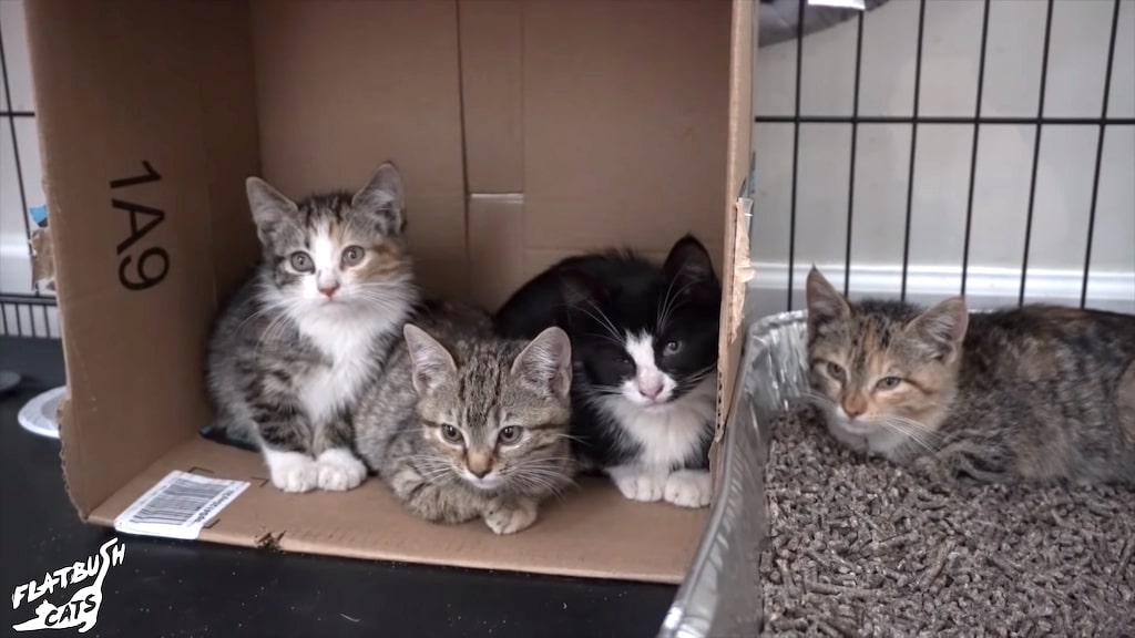 How to Socialize a Litter of Feral Kittens