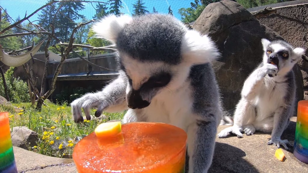 Lemurs of Oregon Zoo Enjoy Frozen Treats