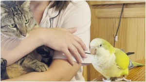 Parrot Recites Tweety Bird Line