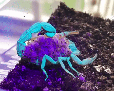 Scorpion Glow UV Light
