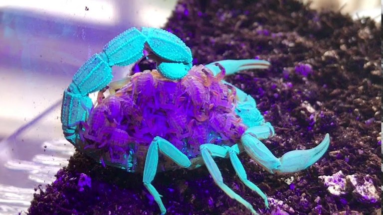 Scorpion Glow Under UV Light