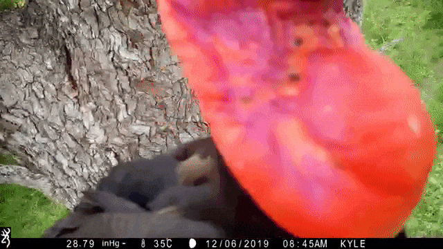 Southern Ground Hornbill Attacks Camera
