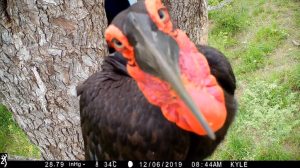 Southern Hornbill Attacks Research Camera