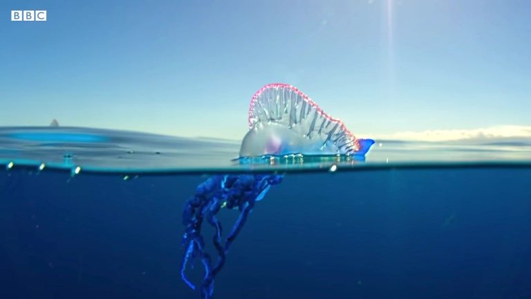 The Deadly Portuguese Man O War