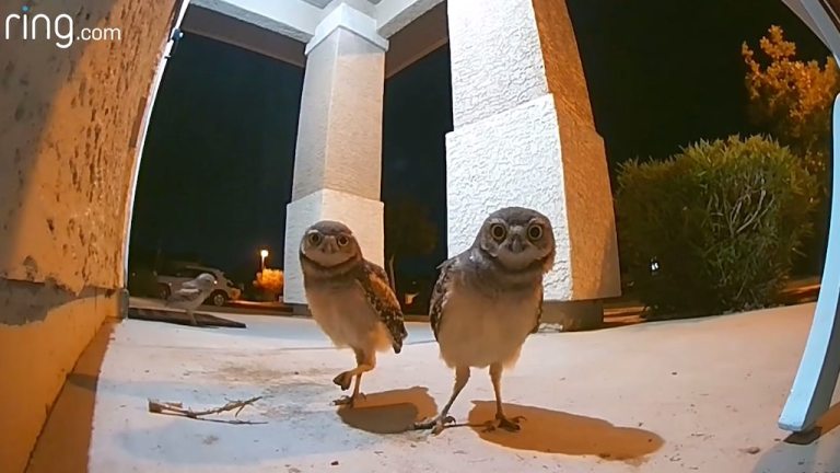 A Porch Party With Some Real Night Owls