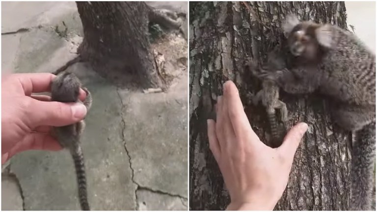 Actor Rescues and Reunites lion tamarin baby with mother