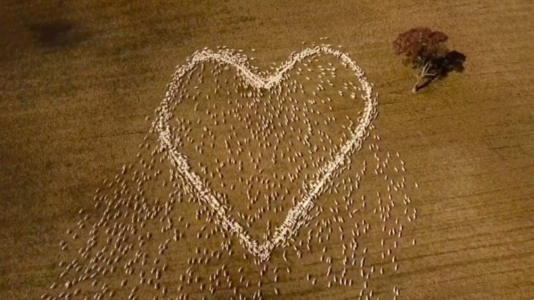 Australian Farmer Pays Tribute to Late Aunt With Heart Made of Herded Sheep