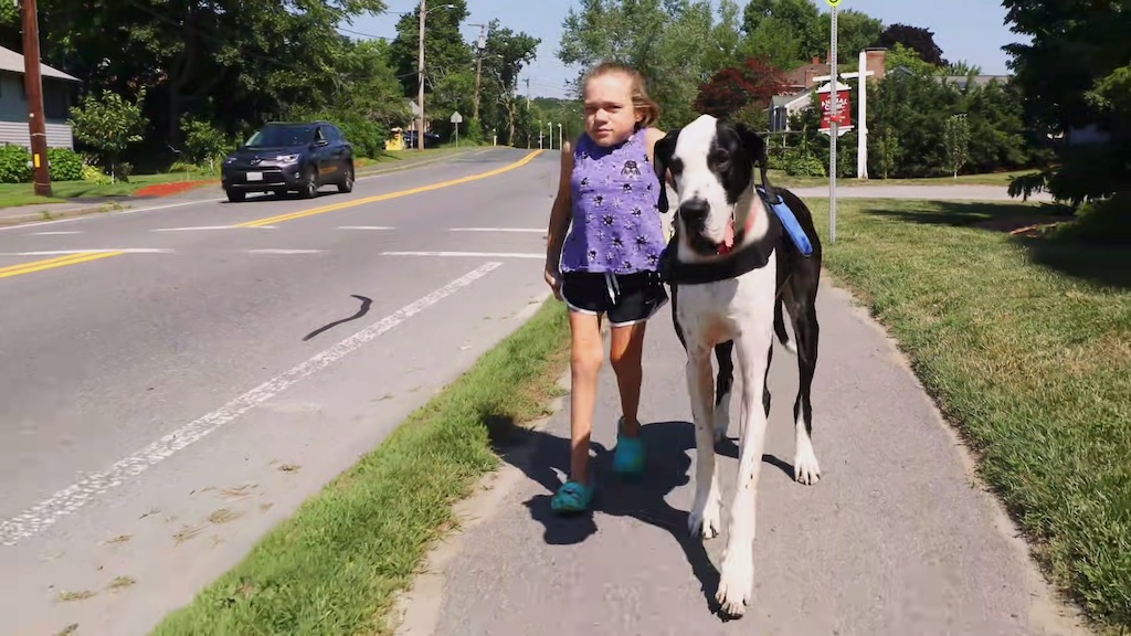 Great Dane Helps Girl Walk