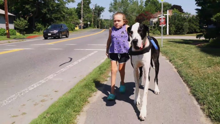 Great Dane Helps Girl Walk