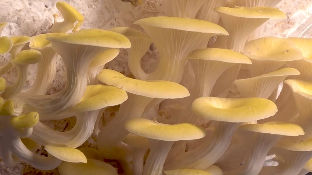 A Beautiful 20 Day Timelapse of Mushrooms Growing