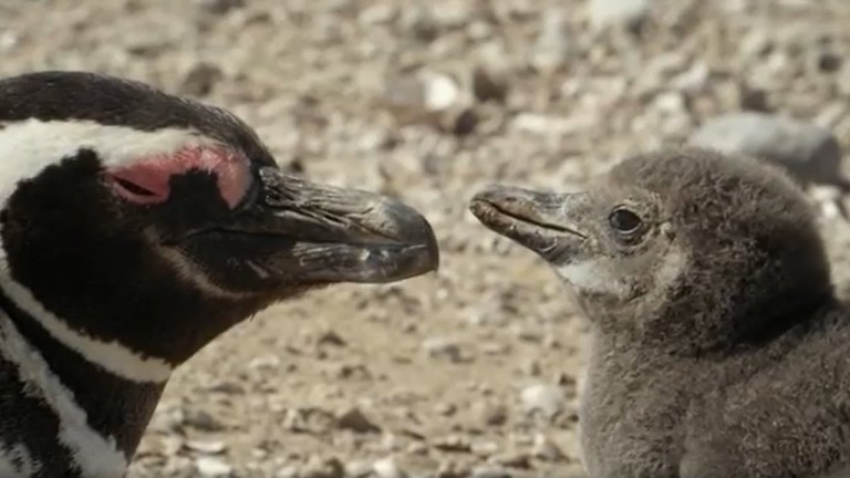 How One Chick Started a Penguin Colony