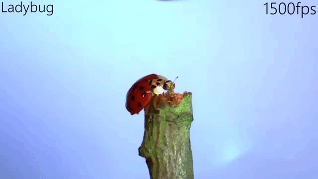 Ladybug Ready to Fly Slow Motion