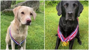 Olive and Mabel Take Bronze and Gold in Home Olympics