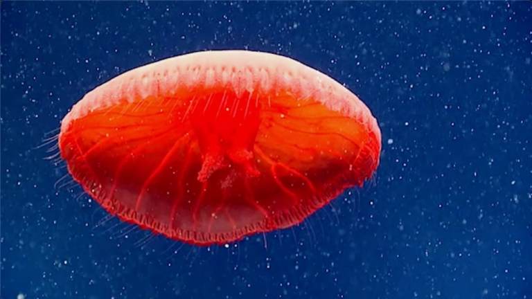 Red Jellyfish