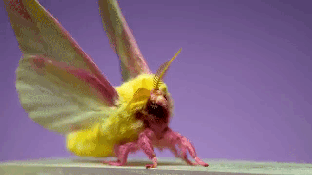 Rosy maple moth slow motion takeoff