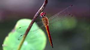 The Remarkable Biology of the Dragonfly