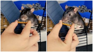 Tiny Rat Plays Tiny Harmonica