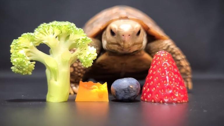 Tortoise Eating Produce