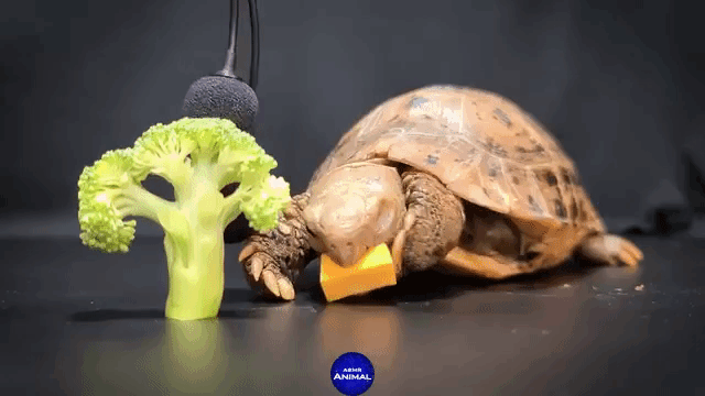 Tortoise Trying to Eat Pumpkin