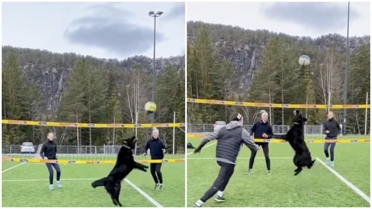 Volleyball Dog