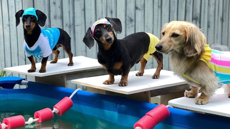 Wienerlympics Swimming