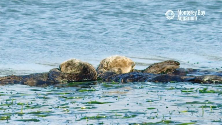 12 Hours Of Sea Otters Sleeping In Monterey Bay Ambient Ocean Sounds