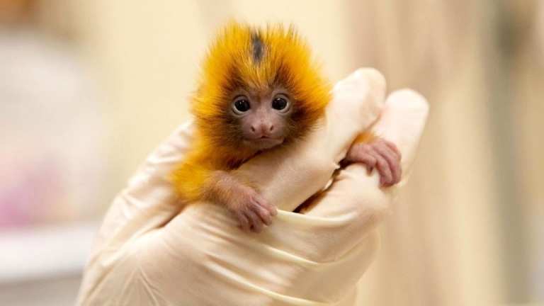 Baby Golden Lion Tamarin