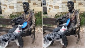 Border Collie Tries to Play Frisbee With Statue of Lincoln