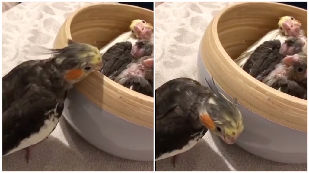 Cockatiel Plays Peekaboo With Baby Birds